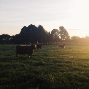 Processed with VSCOcam with g3 preset